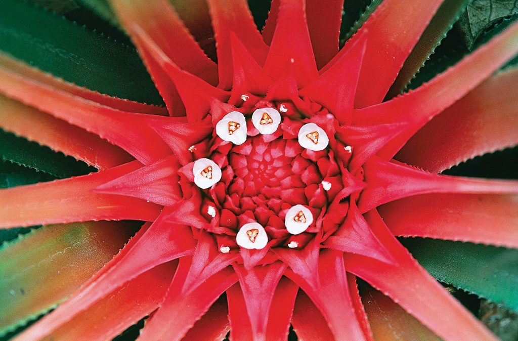 Chapada-Diamantina-12