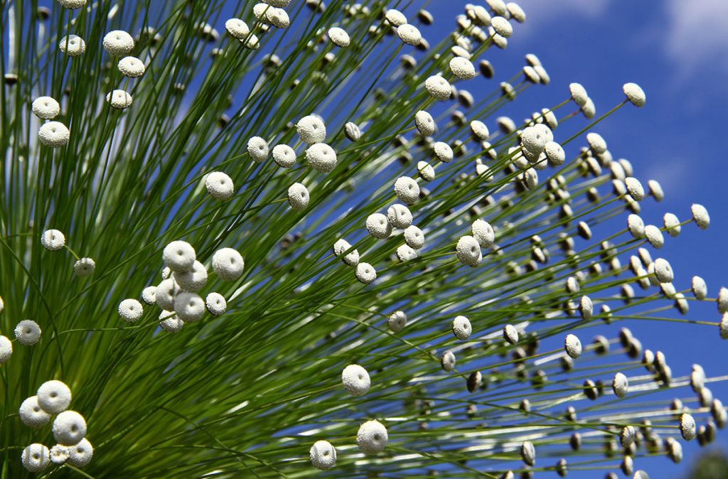 Chapada-dos-Veadeiros-01