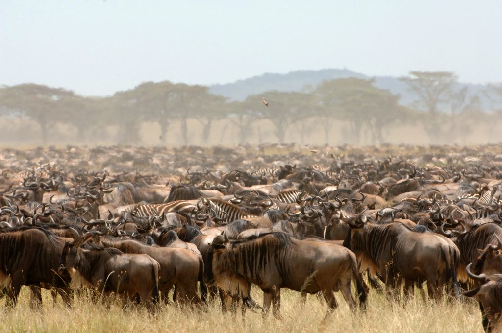 Africa-Wildebeest-Migration-_3_